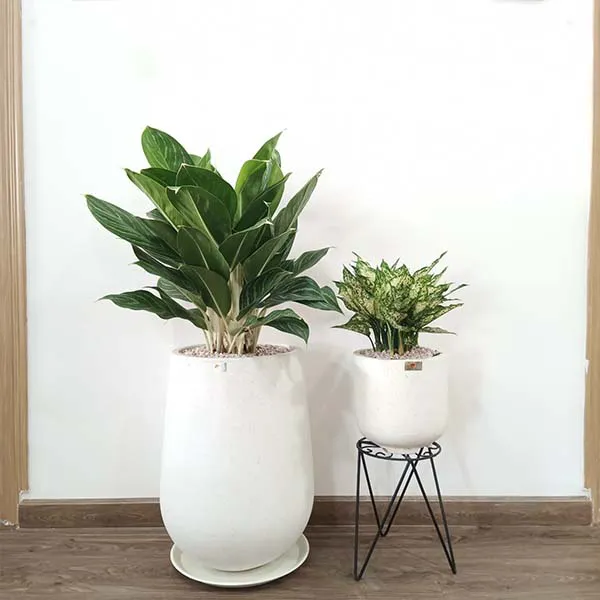 Bạch mã hoàng tử – Sự sang trọng và phong thái lịch lãm