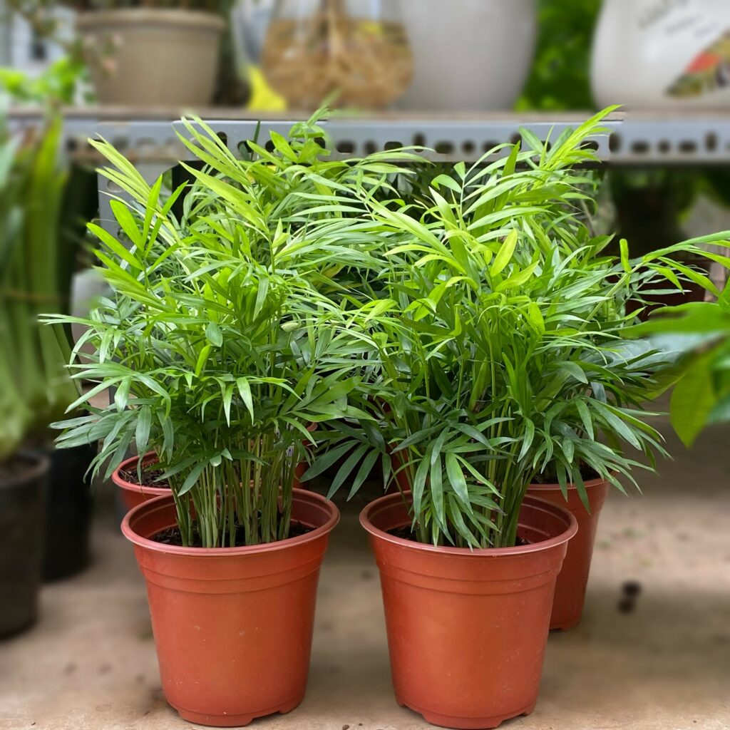 Cau Tiểu Trâm – Máy lọc bụi mini để bàn