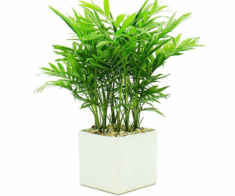 Cau tiểu trâm – "Lá phổi xanh" mini cho phòng ngủ