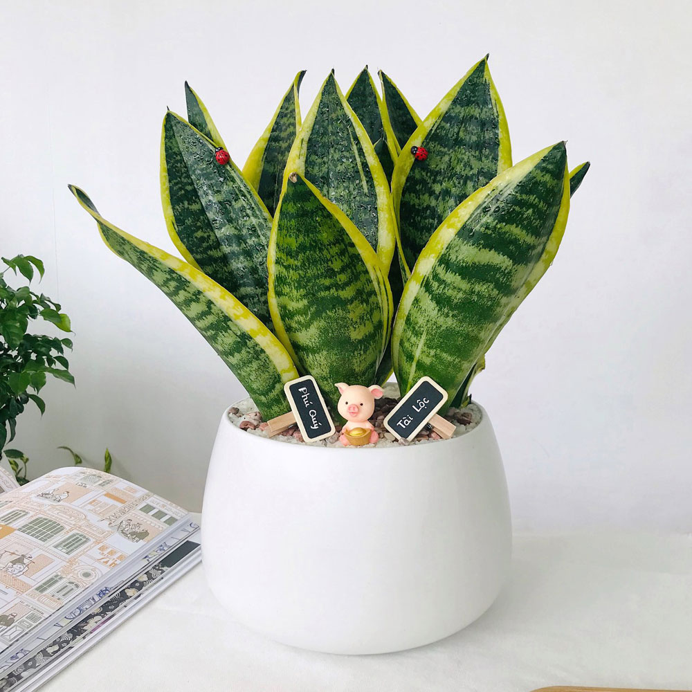 5 Nghệ thuật bố trí cây xanh lọc không khí trong nhà hiệu quả