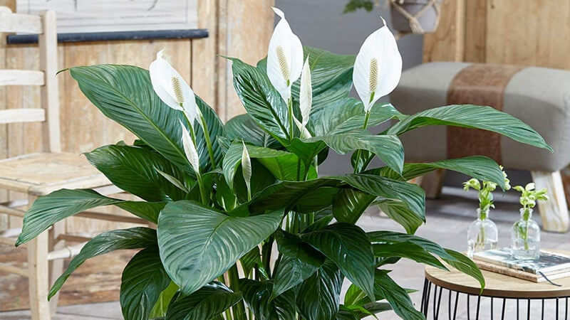 Lan ý – Vẻ đẹp thuần khiết và khả năng lọc độc tố hàng đầu