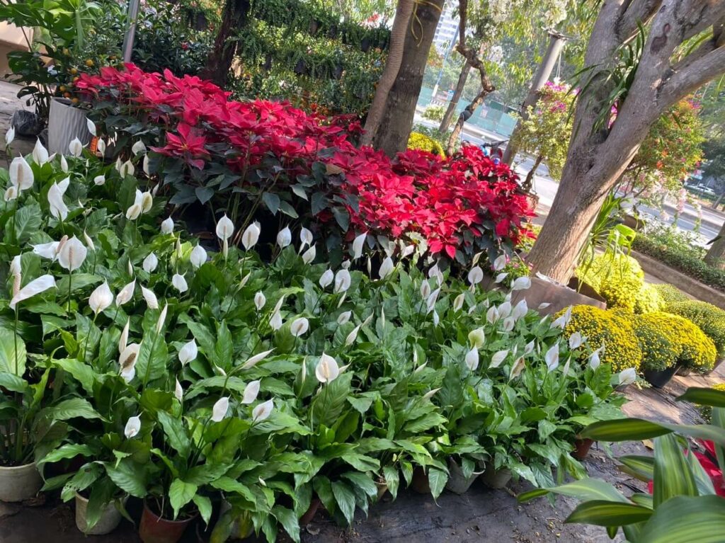 Lan ý – Vẻ đẹp thuần khiết và khả năng lọc độc tố hàng đầu