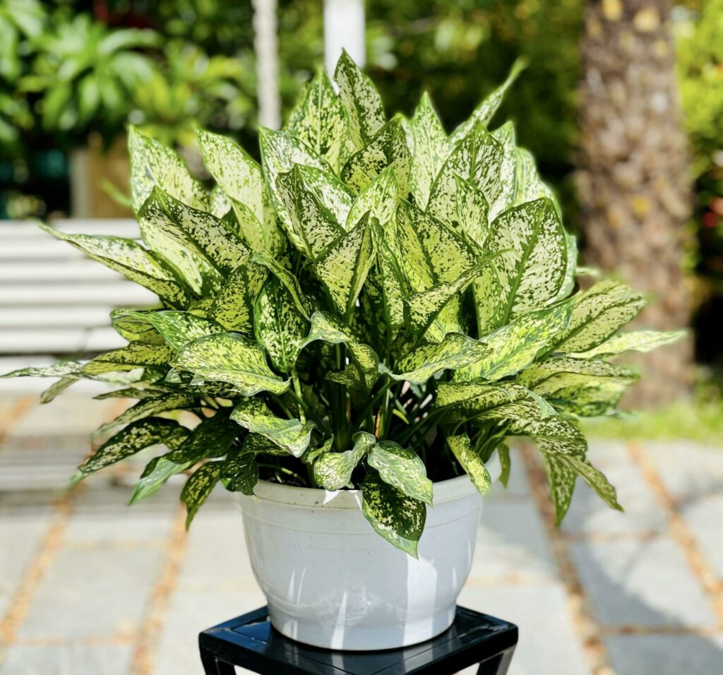 Ngọc ngân – Biểu tượng của sự may mắn và sức sống bền bỉ