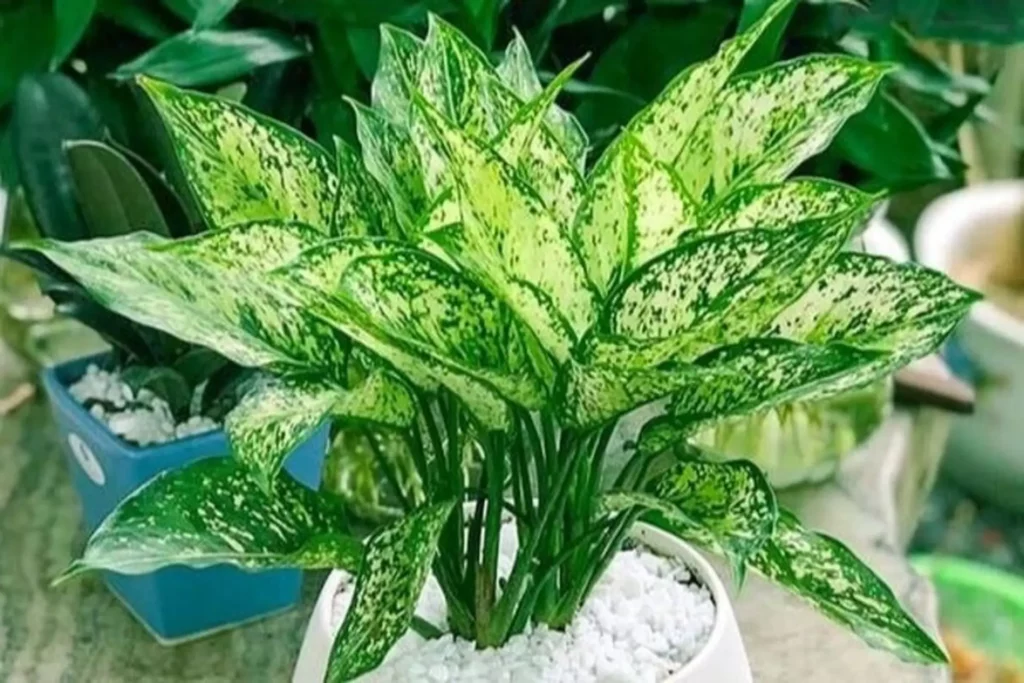 Ngọc ngân – Biểu tượng của sự may mắn và sức sống bền bỉ