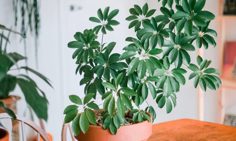 Cây Ngũ Gia Bì – Khử mùi và xua đuổi côn trùng