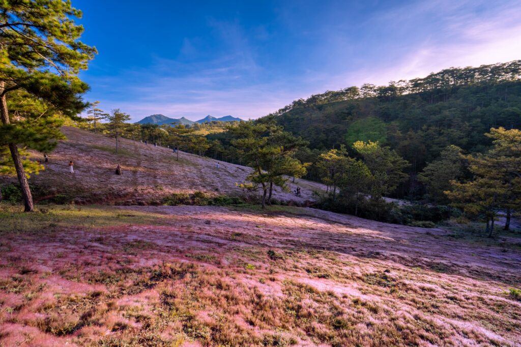 Ngắm mùa cỏ hồng Đà Lạt rực rỡ nhất trong năm