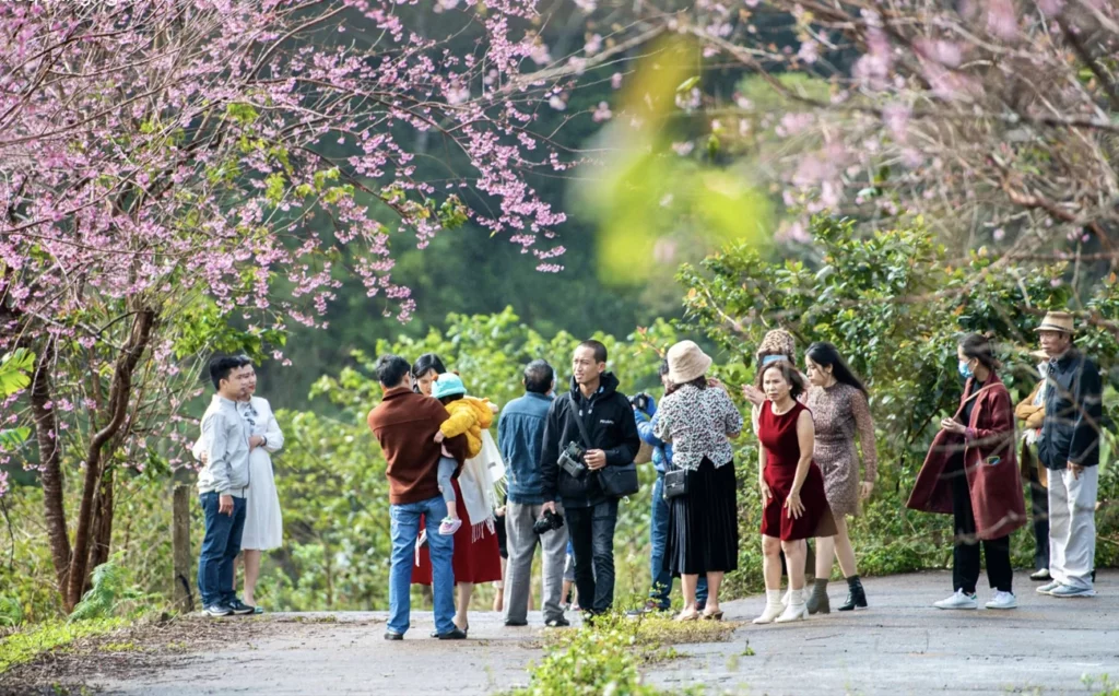 Lễ hội hoa anh đào – điểm nhấn đặc biệt “Chào năm mới 2026”