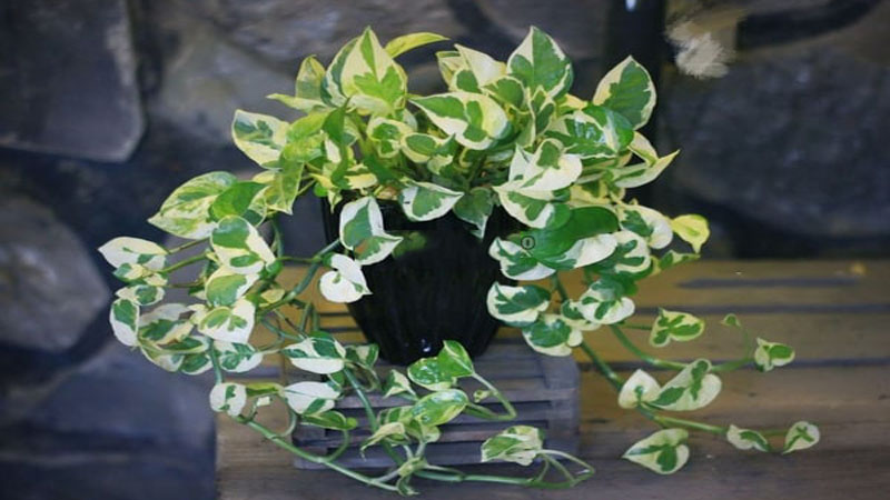 Trầu bà cẩm thạch – Sự biến hóa linh hoạt trong trang trí