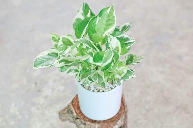 Trầu bà cẩm thạch – Sự biến hóa linh hoạt trong trang trí