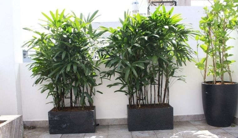 6 loại cây cảnh cho căn hộ thiếu ánh sáng đẹp và dễ trồng nhất