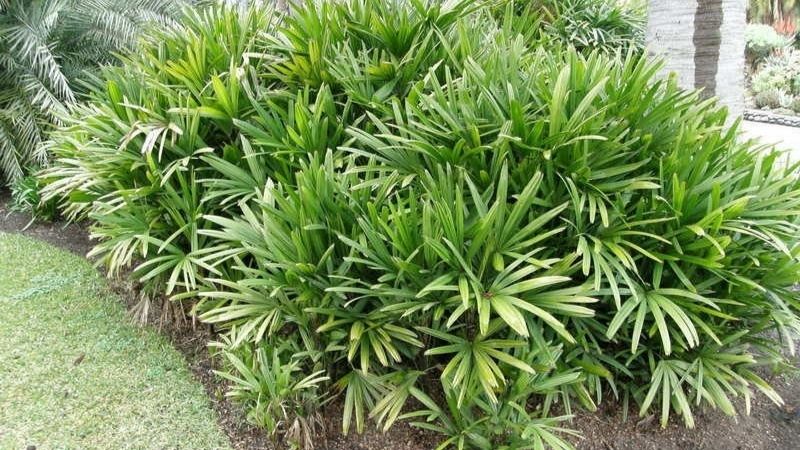 6 loại cây cảnh cho căn hộ thiếu ánh sáng đẹp và dễ trồng nhất